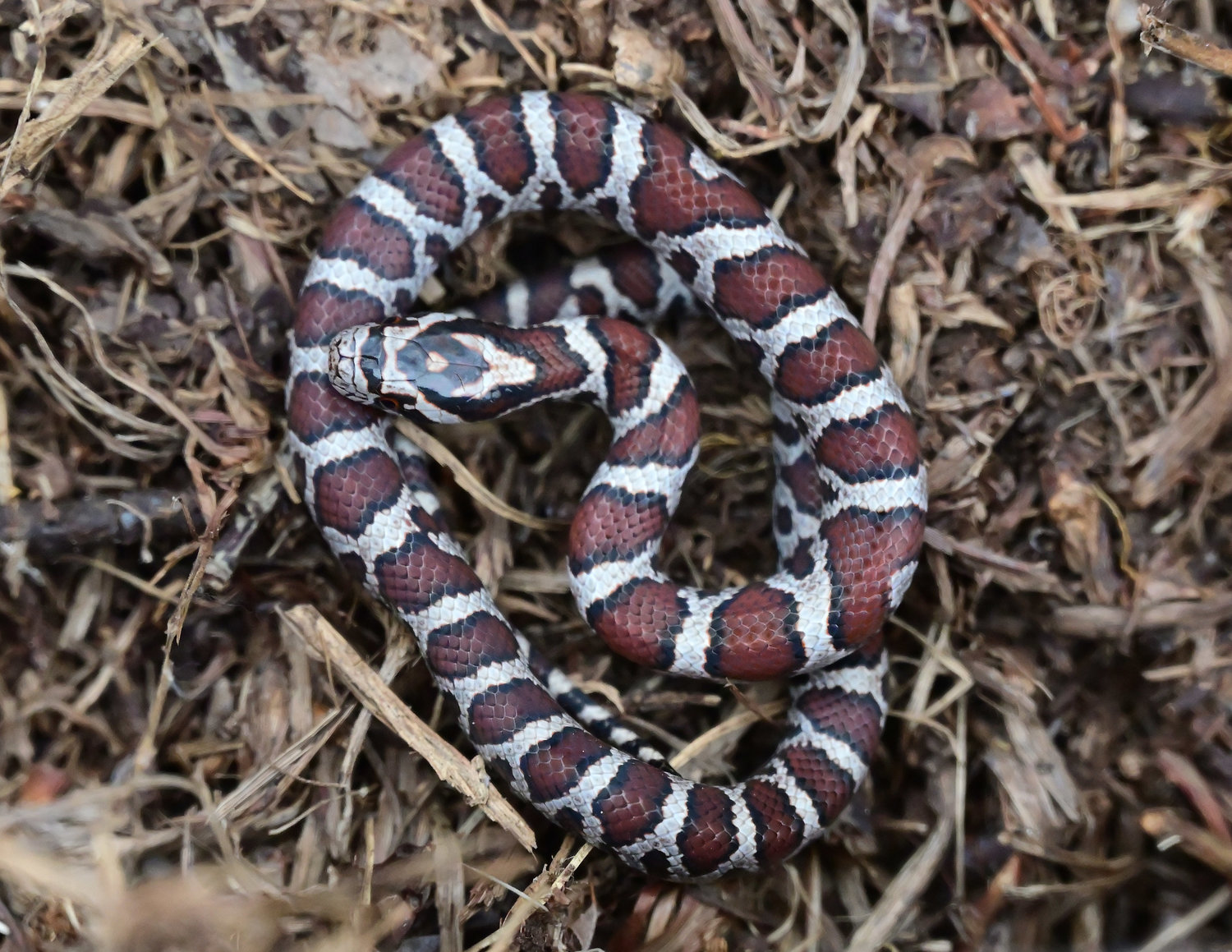 Eastern milksnakes are banded with orange, black and yellow. Because of this, they can be confused with other species (young ones are mistaken for copperheads, last seen in Pike County around 2000). Milksnakes can grow to over four feet and feed on rodents. An old fable stated that milksnakes were able to milk cows, hence its name. (They were likely doing the barn cat’s job and looking for rodents.)
